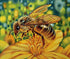 Honey Bee Close up - Diamond Painting Kit